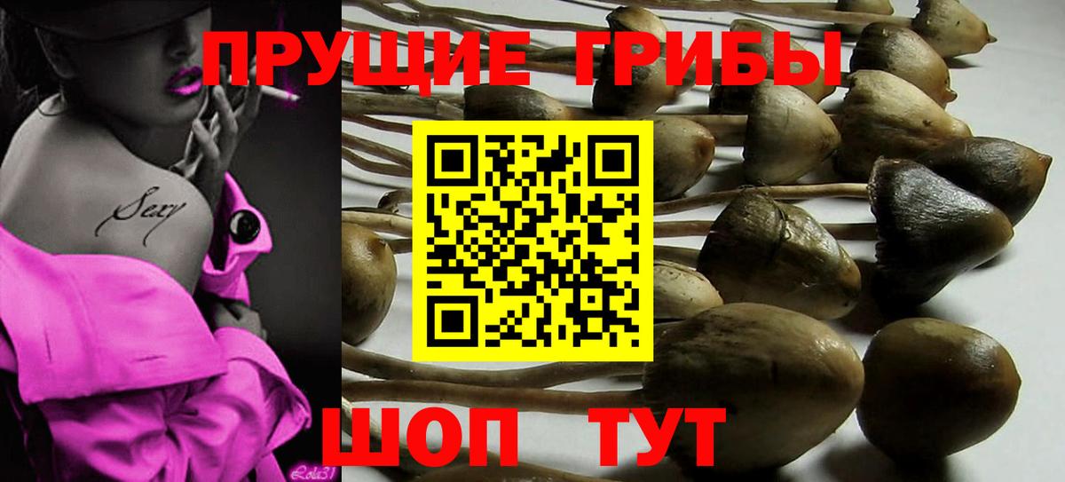 Псилоцибиновые грибы Cubensis Можайск